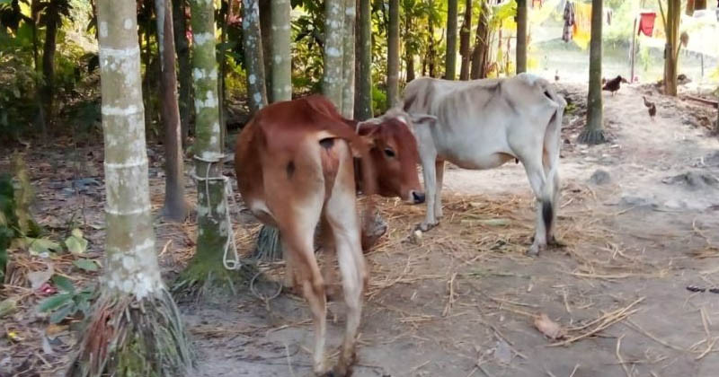 পাওনা টাকার জন্য কৃষকের গরু নিল জামায়াত নেতা